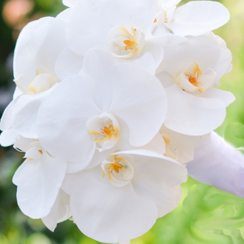 Белоснежная орхидея